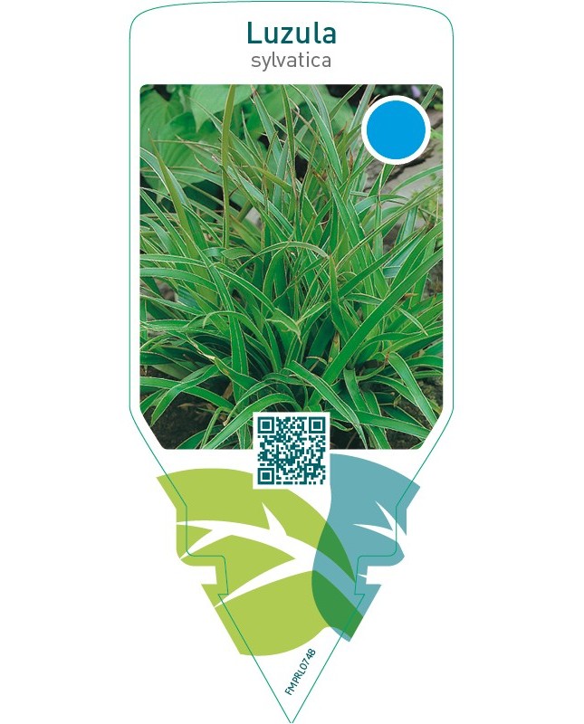 Luzula sylvatica