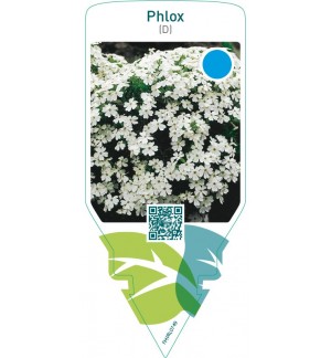 Phlox (D)  white