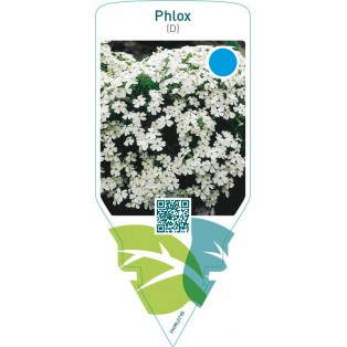 Phlox (D)  white