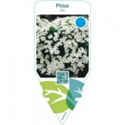 Phlox (D)  white