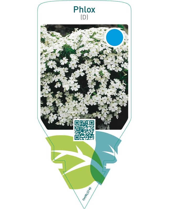 Phlox (D)  white