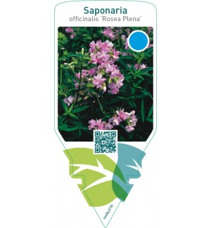 Saponaria officinalis ‘Rosea Plena’