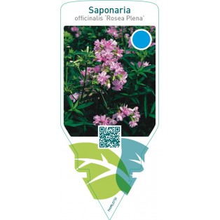 Saponaria officinalis ‘Rosea Plena’
