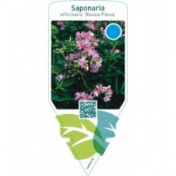 Saponaria officinalis ‘Rosea Plena’