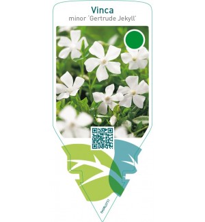 Vinca minor ‘Gertrude Jekyll’