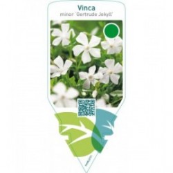 Vinca minor ‘Gertrude Jekyll’
