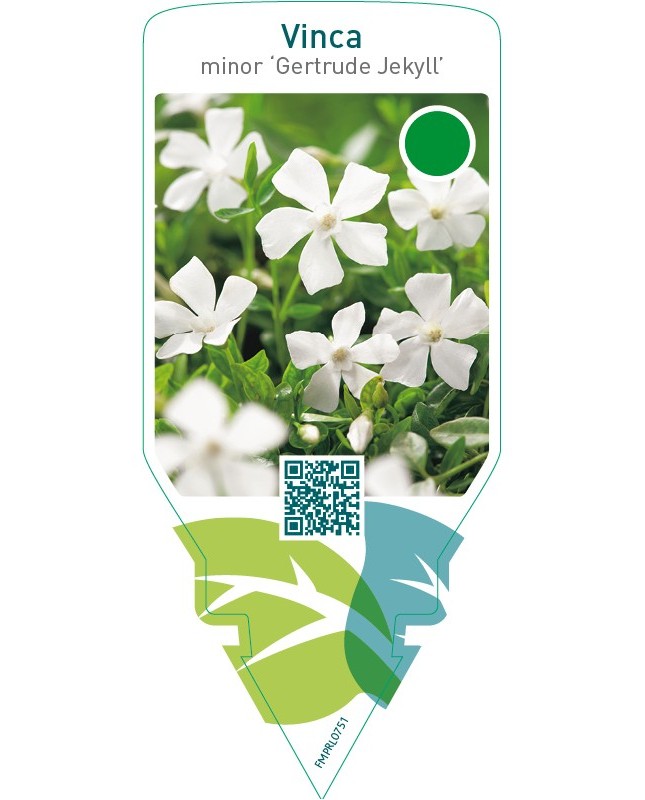 Vinca minor ‘Gertrude Jekyll’