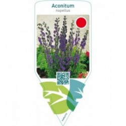 Aconitum napellus