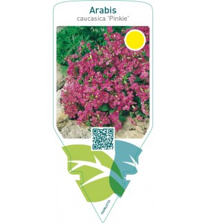 Arabis caucasica ‘Pinkie’