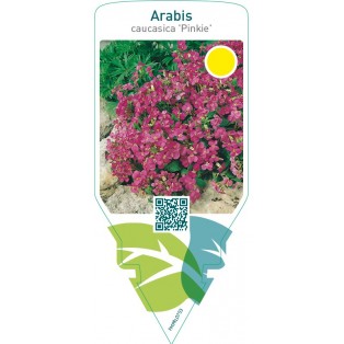 Arabis caucasica ‘Pinkie’