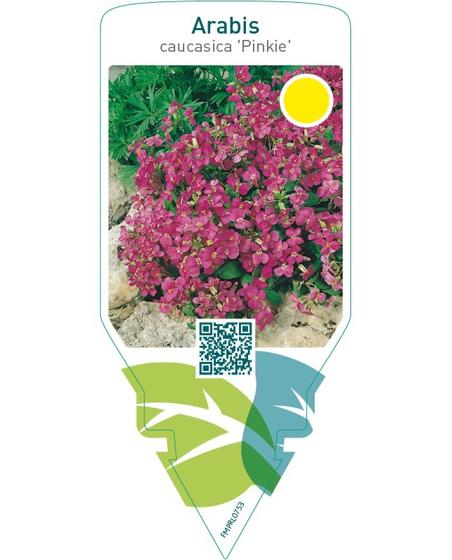 Arabis caucasica ‘Pinkie’