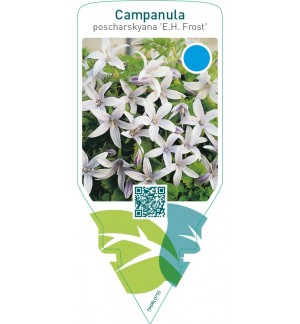 Campanula poscharskyana ‘E.H. Frost’