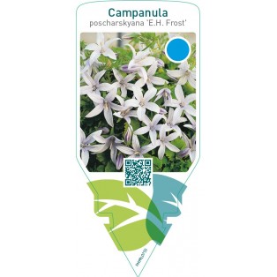 Campanula poscharskyana ‘E.H. Frost’