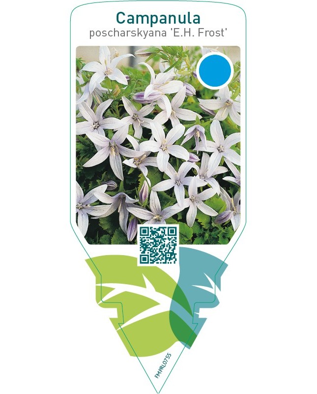 Campanula poscharskyana ‘E.H. Frost’