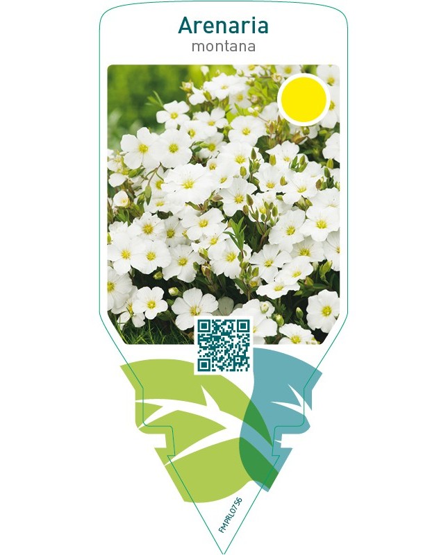 Arenaria montana