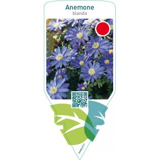 Anemone blanda  blue