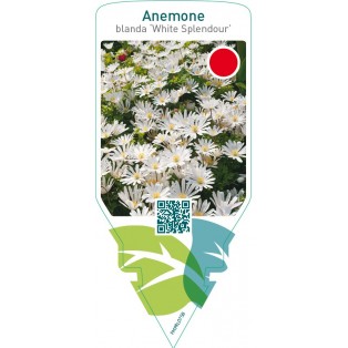 Anemone blanda ‘White Splendour’