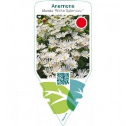 Anemone blanda ‘White Splendour’