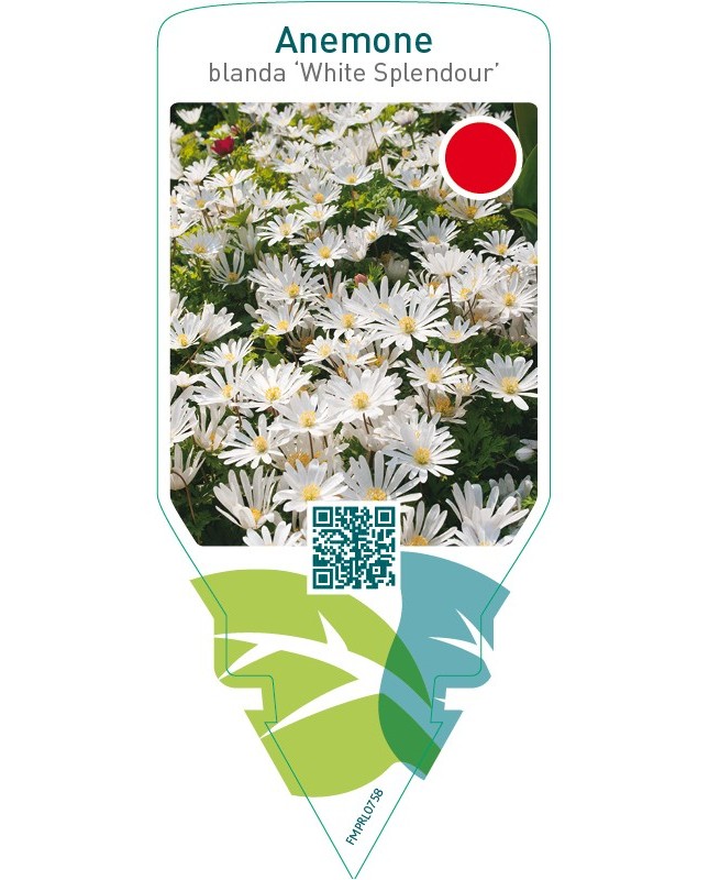 Anemone blanda ‘White Splendour’