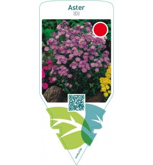 Aster (D)  lilac