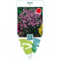 Aster (D)  lilac