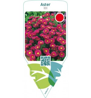 Aster (D)  red