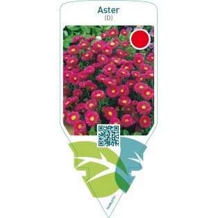 Aster (D)  red