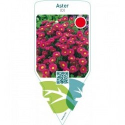 Aster (D)  red