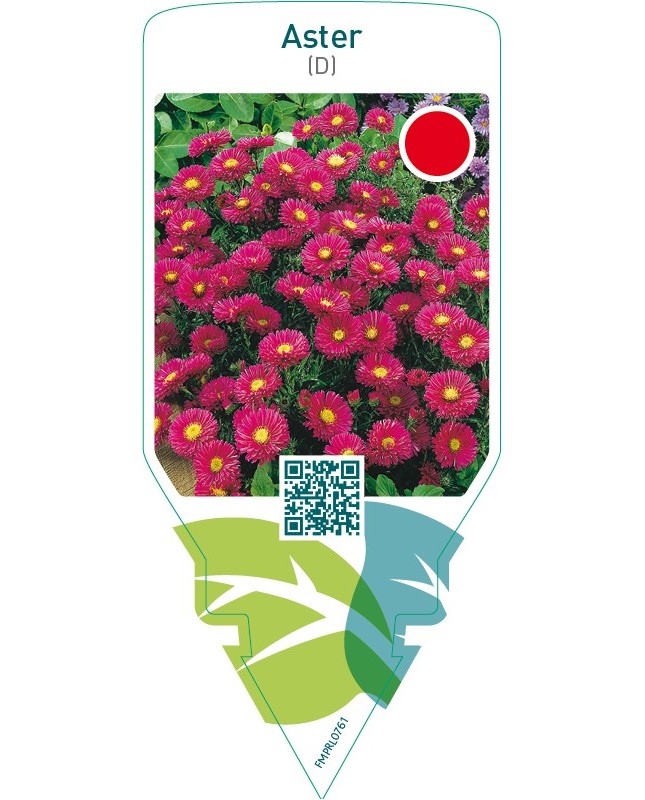 Aster (D)  red