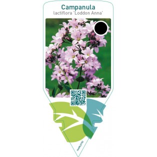 Campanula lactiflora ‘Loddon Anna’