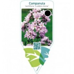 Campanula lactiflora ‘Loddon Anna’
