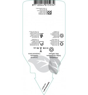 Etiquetas de Campanula lactiflora ‘Loddon Anna’ *