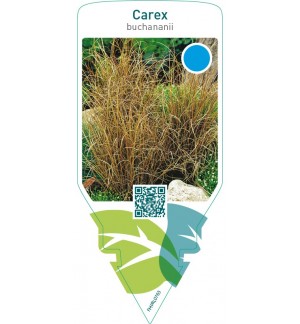 Carex buchananii