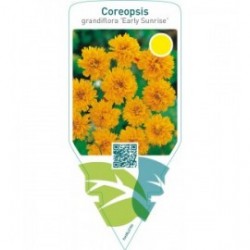 Coreopsis grandiflora ‘Early Sunrise’