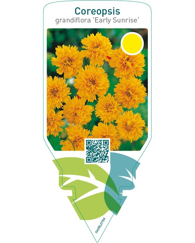 Coreopsis grandiflora ‘Early Sunrise’
