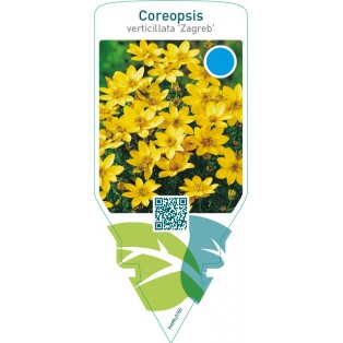 Coreopsis verticillata ‘Zagreb’