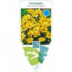 Coreopsis verticillata ‘Zagreb’