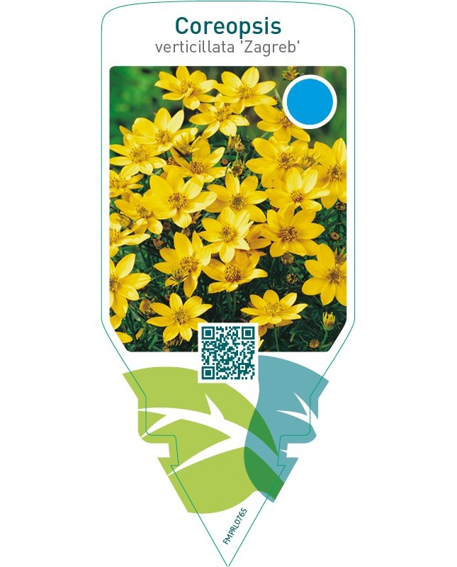 Coreopsis verticillata ‘Zagreb’