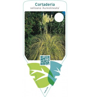 Cortaderia selloana ‘Aureolineata’