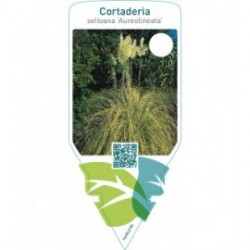 Cortaderia selloana ‘Aureolineata’