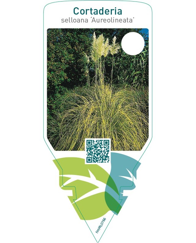 Cortaderia selloana ‘Aureolineata’
