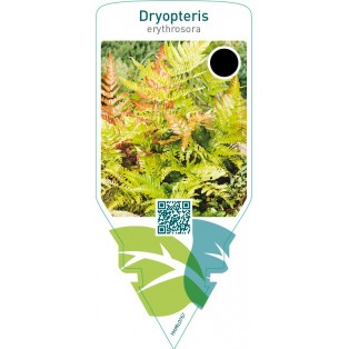 Dryopteris erythrosora