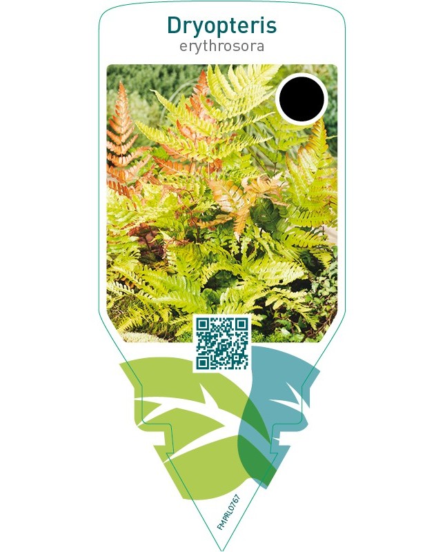 Dryopteris erythrosora