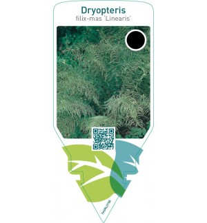 Dryopteris filix-mas ‘Linearis’