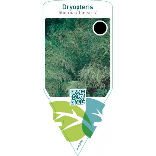 Dryopteris filix-mas ‘Linearis’