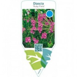 Diascia ‘Ruby Field’