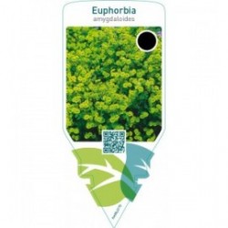 Euphorbia amygdaloides