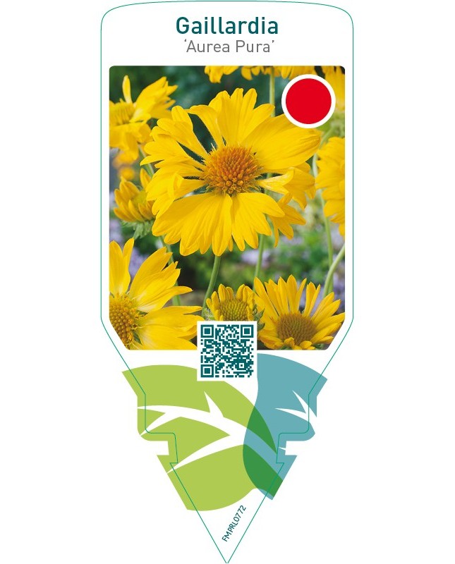 Gaillardia ‘Aurea Pura’