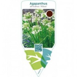 Agapanthus africanus ‘Albus’