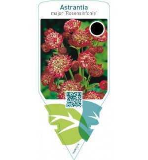 Astrantia major ‘Rosensinfonie’